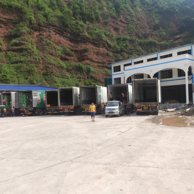 屏山茵紅李產(chǎn)銷兩旺,銷售價(jià)格持續(xù)穩(wěn)中有升