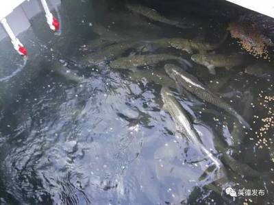 厲害了!英德有人用集裝箱養(yǎng)魚,1個(gè)箱抵過3畝傳統(tǒng)魚塘